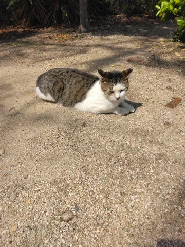 日向で眠る猫のひととき