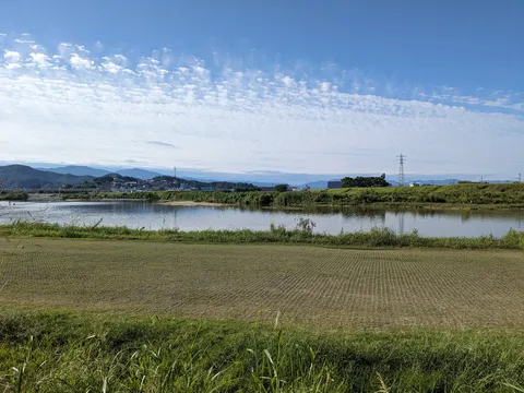 穏やかな川辺の風景