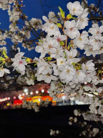 夜空に映える白桜のきらめき