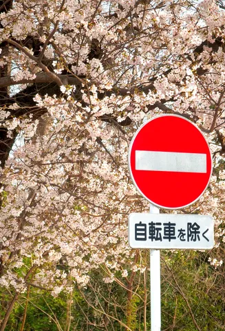 桜と進入禁止のコントラスト