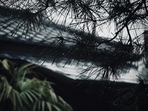 雨粒と針葉樹の憂鬱