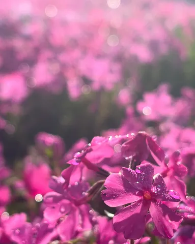 露に濡れるピンクの妖精たち