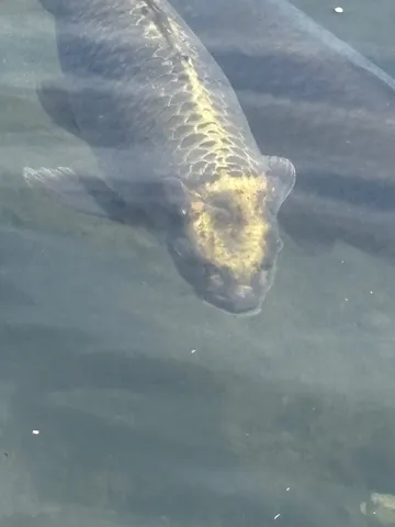 水中で輝く金色の鱗