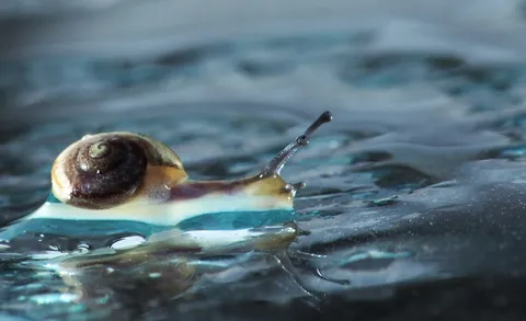 光る殻と水の道筋