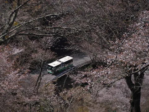 春を運ぶバス、桜のトンネル