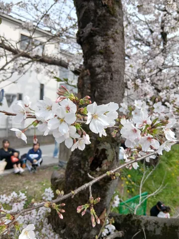 春の訪れ、桜並木の休息