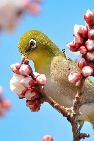 春を告げる小さな訪問者