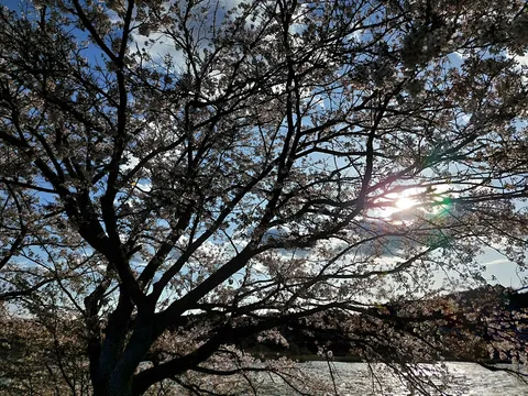 木漏れ日と桜、水辺の風景