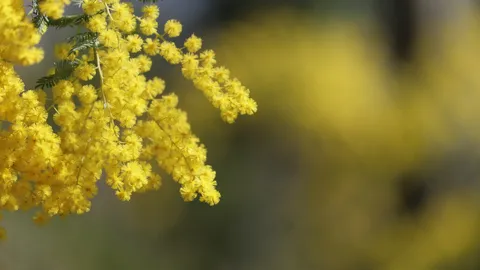 春色、ミモザの囁き