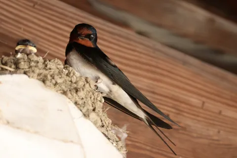巣立ちを待つ幼鳥と親鳥