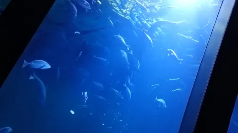 神秘的な青の世界、悠々と泳ぐ魚たち