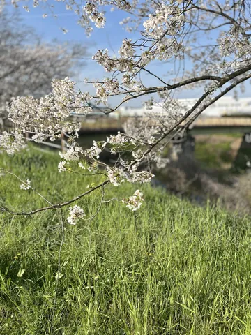 青空に映える桜と新緑