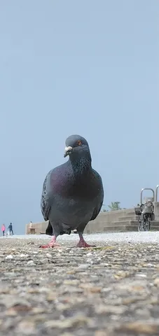 見上げる視線のハトさん