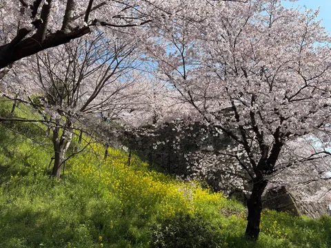 春色満開！満開の桜と菜の花