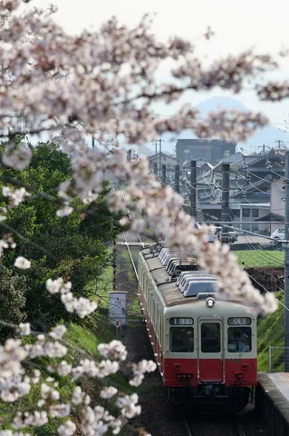桜越しの穏やかな春の鉄道風景