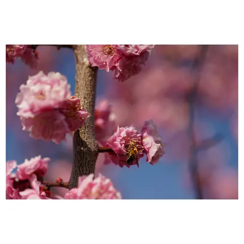 春の訪れ、蜜を求めて