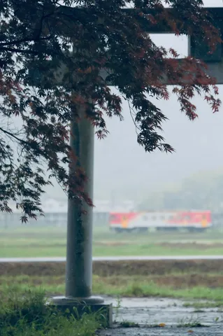 濡れる紅葉と遠い列車