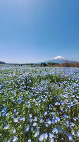 青い花畑、雪峰の余韻