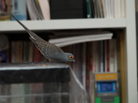 棚から失礼します