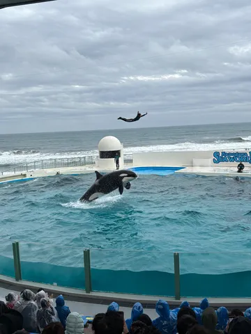 躍動するシャチと空中ダイバー