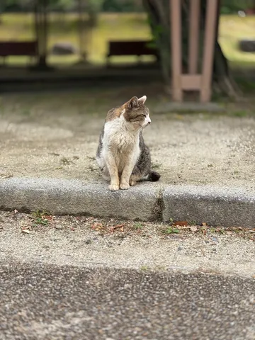 佇む猫の横顔
