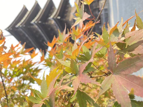 塔を背景に色づく葉