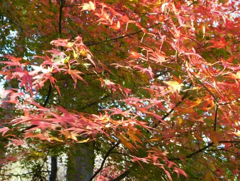 赤く染まる秋の葉