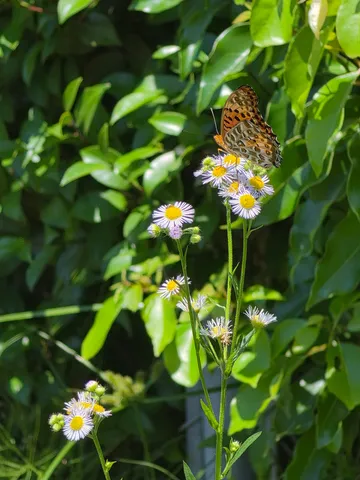 蝶と小さな白い花、夏の陽だまり
