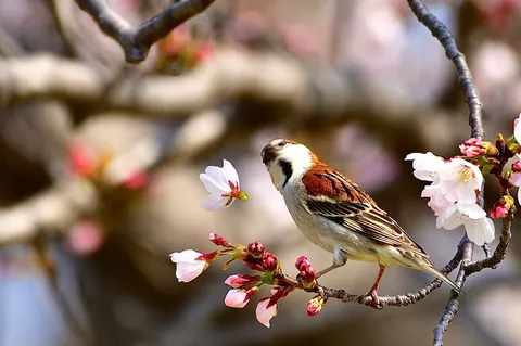 春風と一瞬の出会い