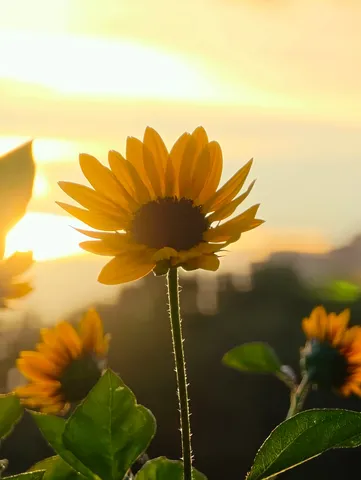 夕陽に映えるひまわり