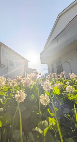 日差しとクローバーのコントラスト