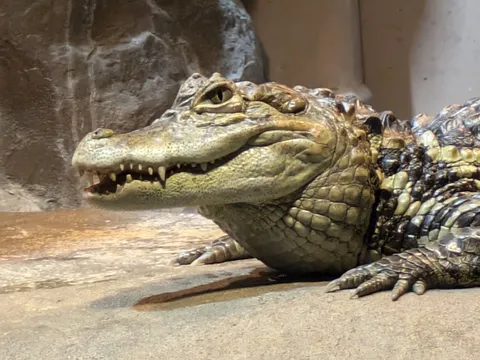 水辺のハンター、静かなる眼差し