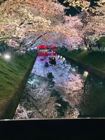 夜桜と水鏡、幻想的な光のトンネル
