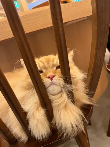 椅子に挟まれた猫、はぁ。