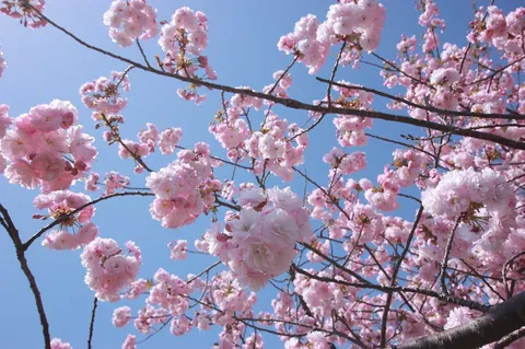 桜の風景に溶ける空色