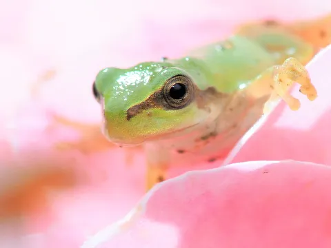 花の上を泳ぐ緑の旅人