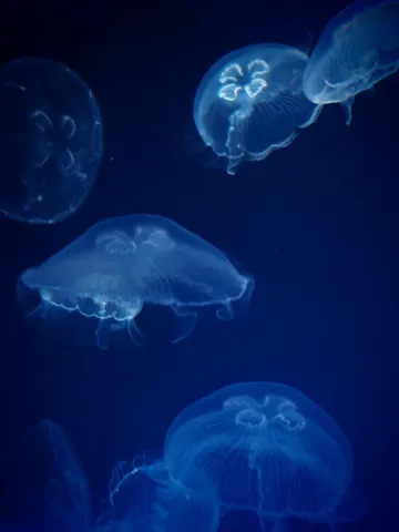 青い海に漂う、光るクラゲたち