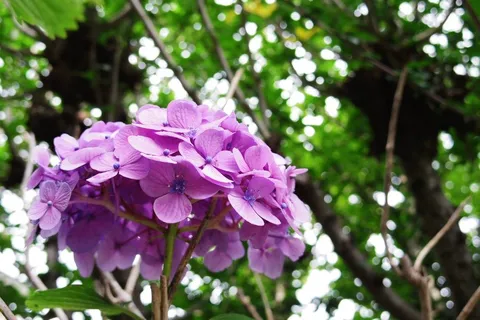 やわらかな紫陽花と木漏れ日