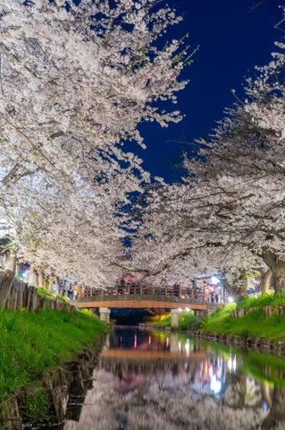 水面に映る夜桜の道