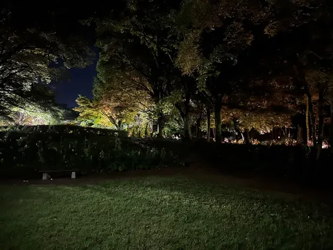 夜の森、静寂の灯り