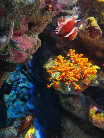 水中世界、鮮やかなサンゴと魚たち