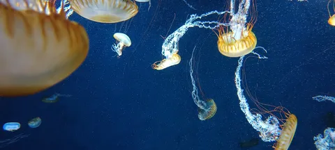 水中の神秘、クラゲの舞踏会