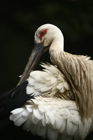 孤高の鳥、神秘的な眼差し