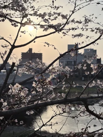 川辺に浮かぶ桜の光