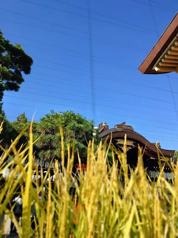 青空と庭の静かな瞬き