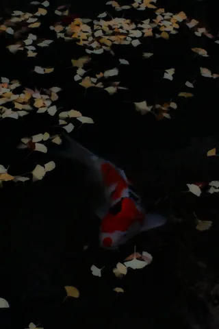 水面に映える錦鯉と黄葉