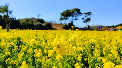 菜の花畑、風そよぐ春の息吹