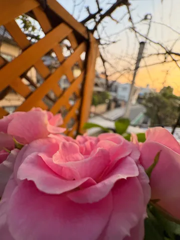 夕暮れに染まるピンクのバラ