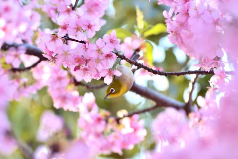 桜と鳥の愛らしい一瞬