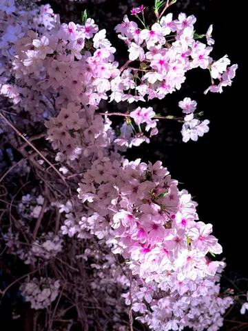 夜桜の幻想的な美しさ